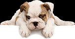 Voting closed -- First Dog Bo has already been chosen.